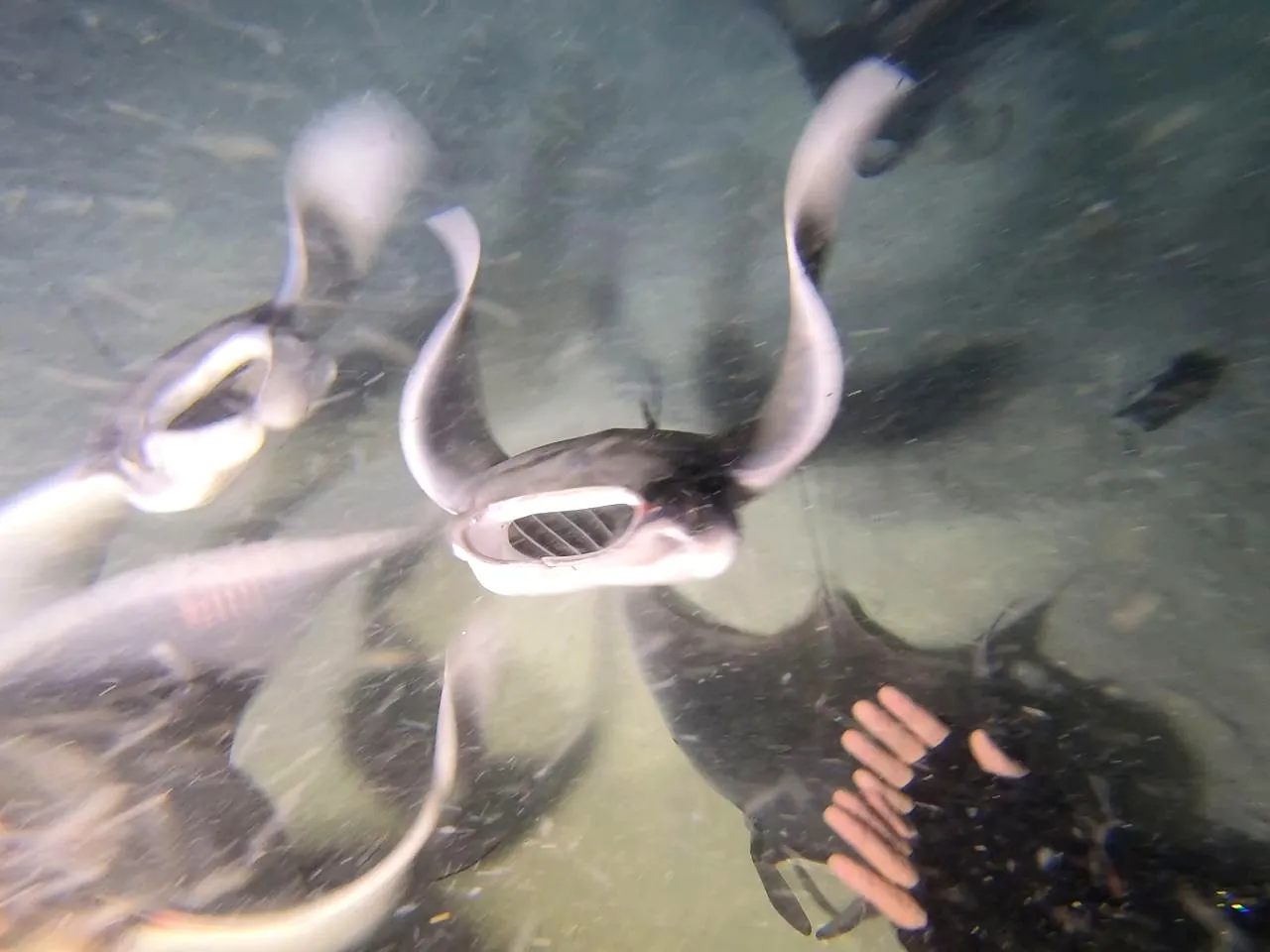 Diver close to a mobula ray near La Paz