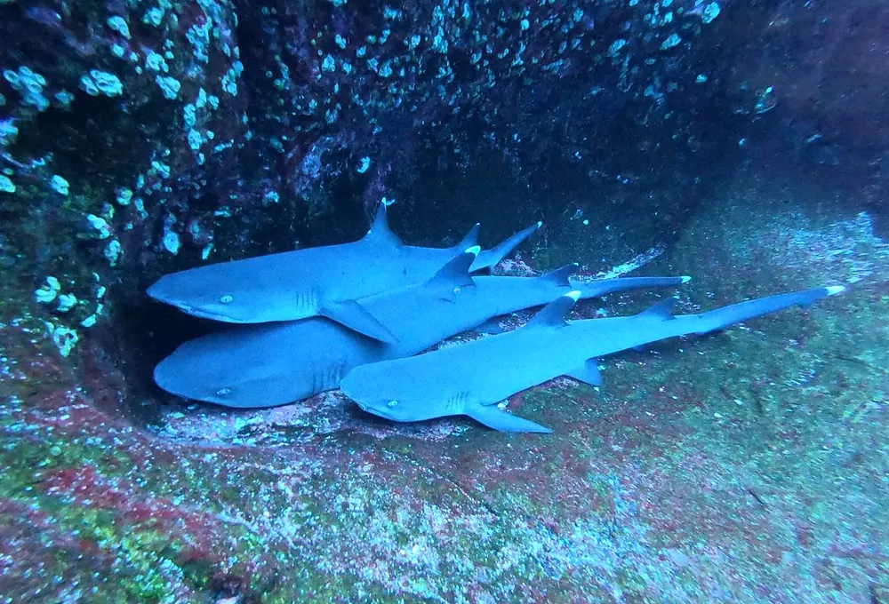 Whitetip reef sharks resting in a cave at Revillagigedo
