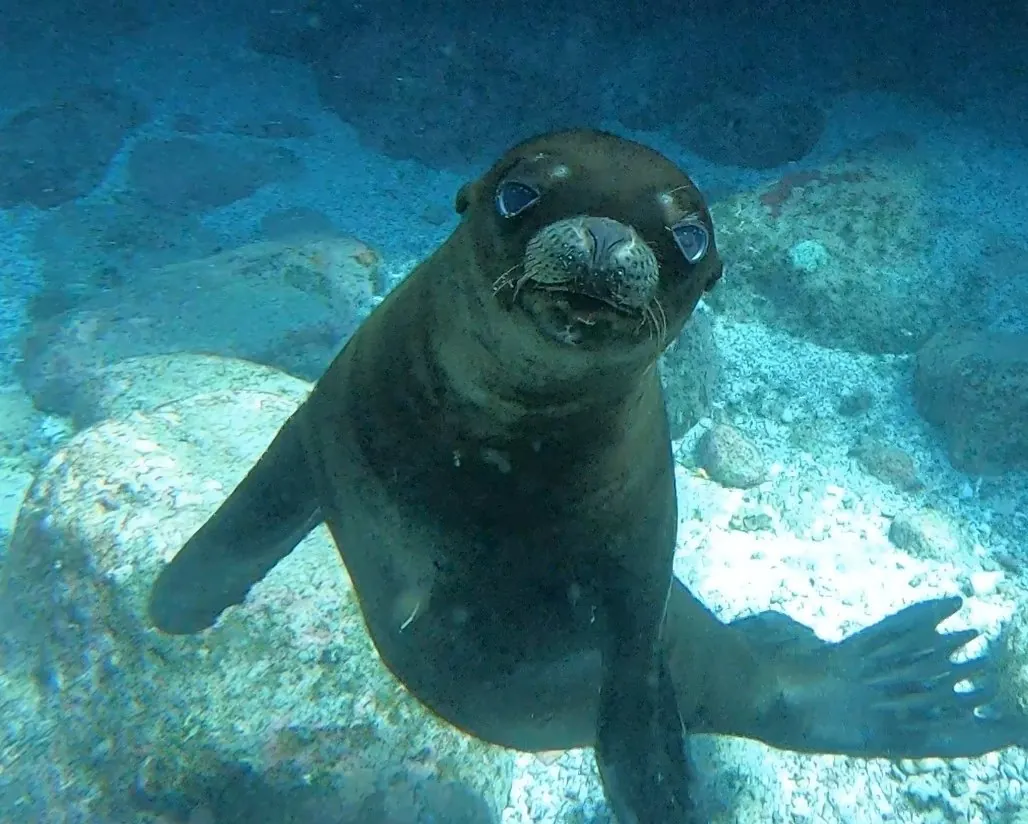 Sea lion in Baja California Sur