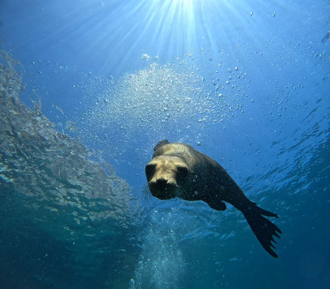 Sea lion swimming toward the camera under rays of sunlight