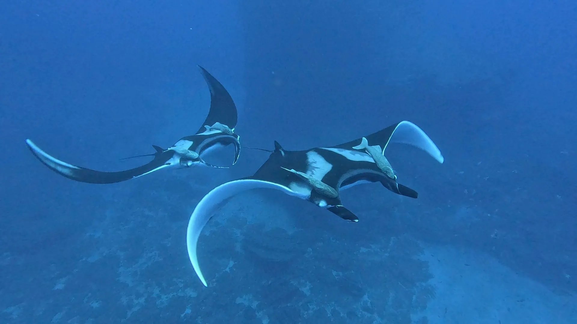 Two giant manta rays with remoras gliding over the reef