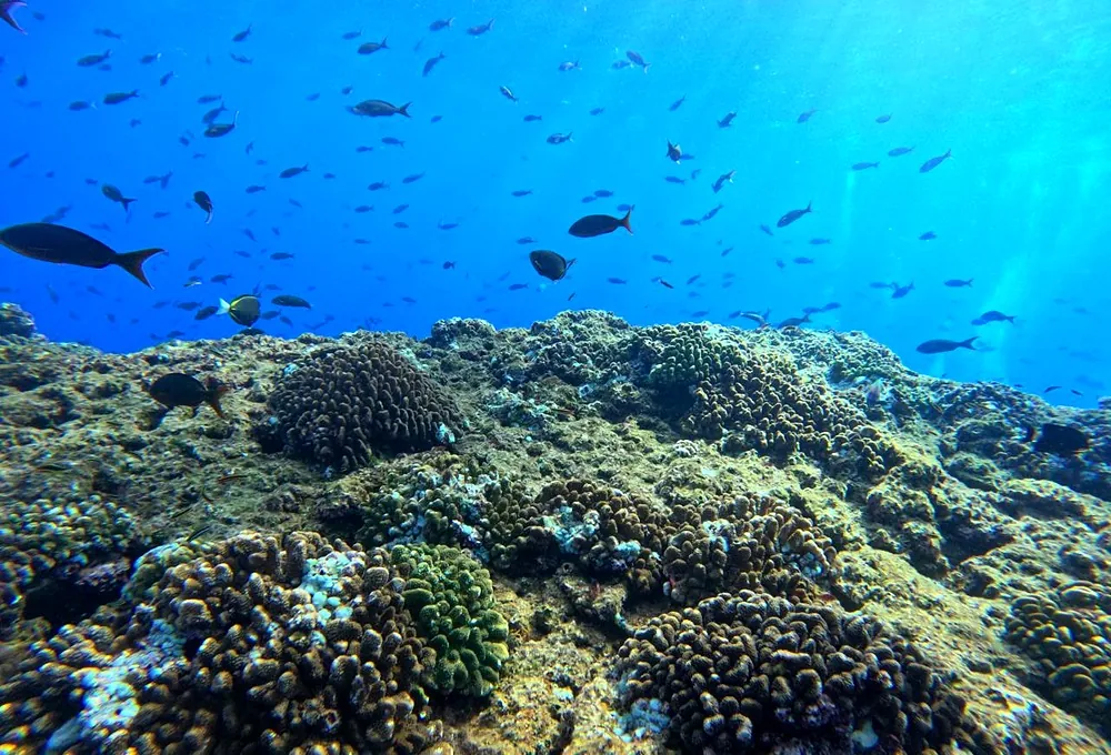 Coral reef with schooling fish in the Sea of Cortez