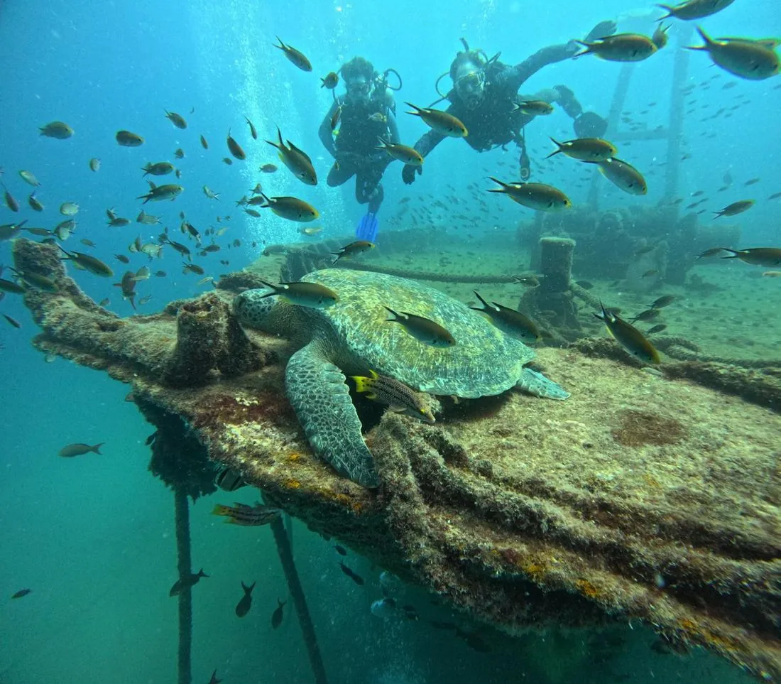 Divers with a sea turtle on a reef in La Paz