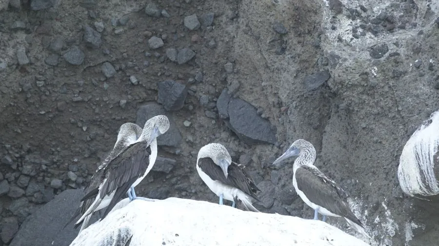 Blue-footed boobies perched on a rock