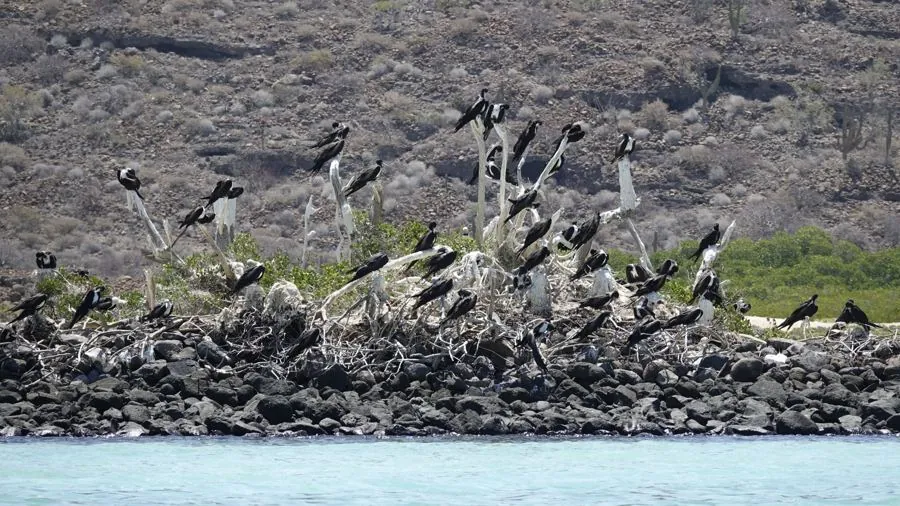 Frigatebird colony nesting above the shoreline