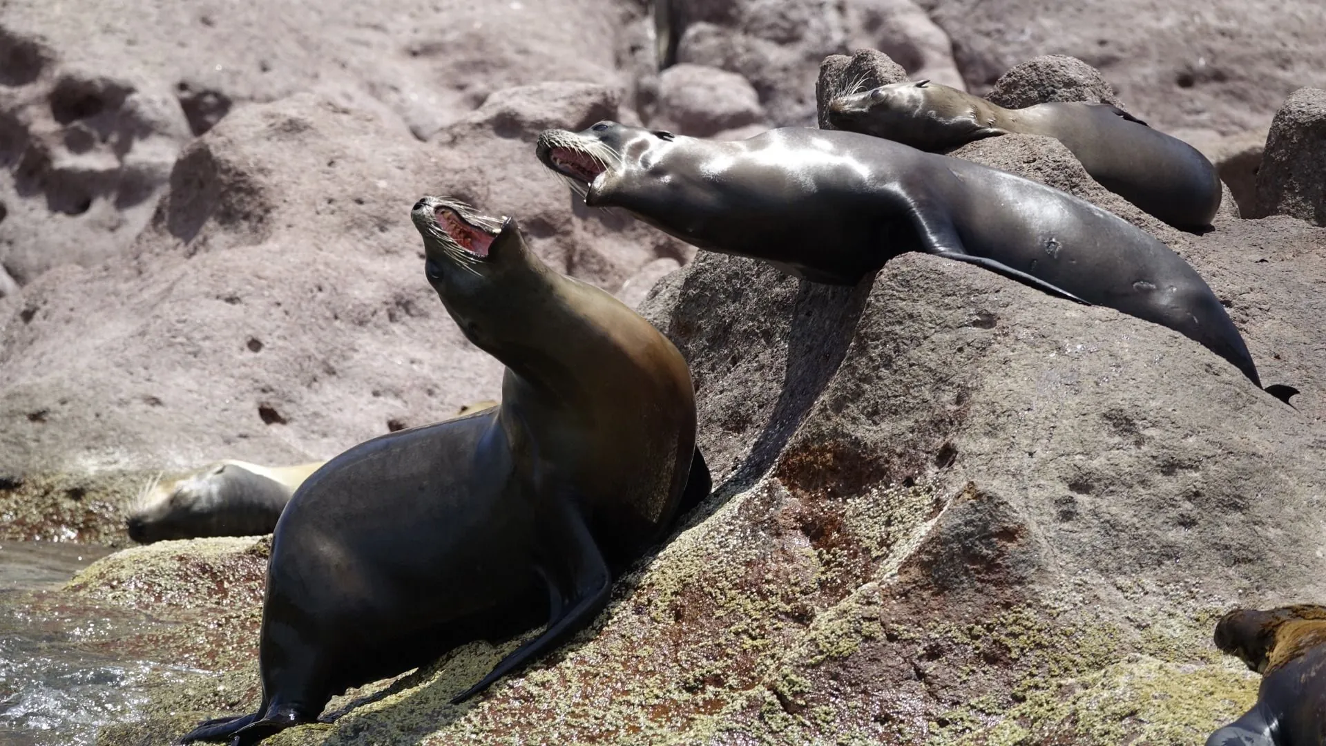 California sea lions resting and calling on the rocks of their colony