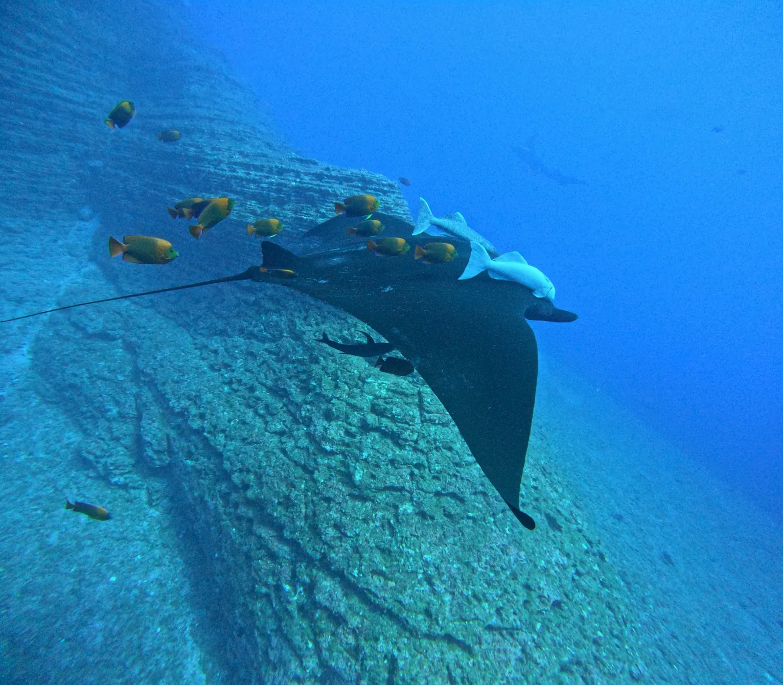 Giant manta ray swimming in blue water