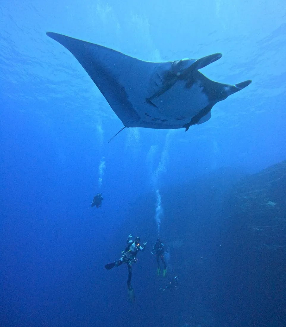 Giant manta ray swimming above a group of divers